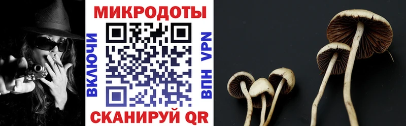 Псилоцибиновые грибы Psilocybe Берёзовский